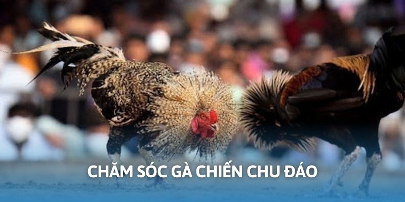 Chăm sóc gà chiến đúng mang lại hiệu quả cao