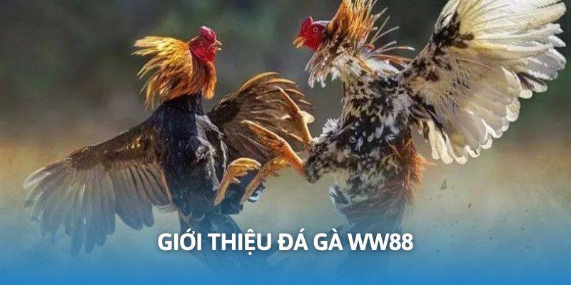 Đá gà WW88 hứa hẹn không gian giải trí trong mơ